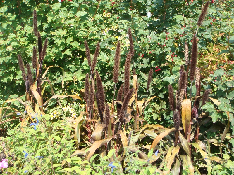 Western Michigan [2009] 413.JPG - Scenes from Frederik Meijer Gardens & Sculpture Park.